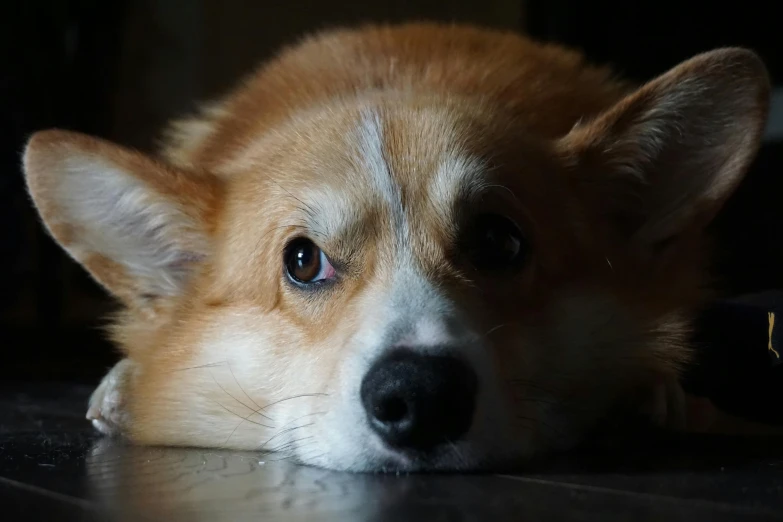 a close up of a dog laying on a floor, corgi, sad lighting, shot with sony alpha 1 camera, disappointed