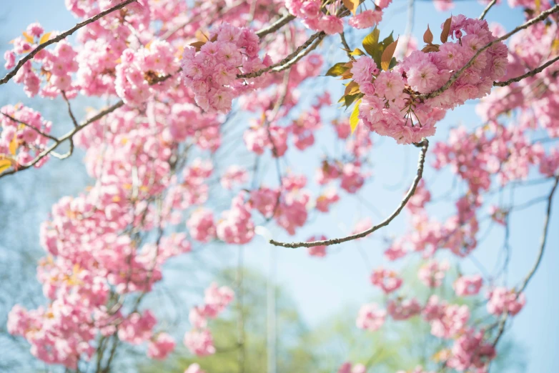 a bunch of pink flowers that are on a tree, by Niko Henrichon, unsplash, giant cherry trees, photograph of april, 2 5 6 x 2 5 6 pixels, botanic garden