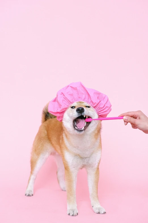 a woman brushing a dog's teeth with a pink brush, a pastel, pexels contest winner, shower cap, shibu inu, gif, cosmopolitan