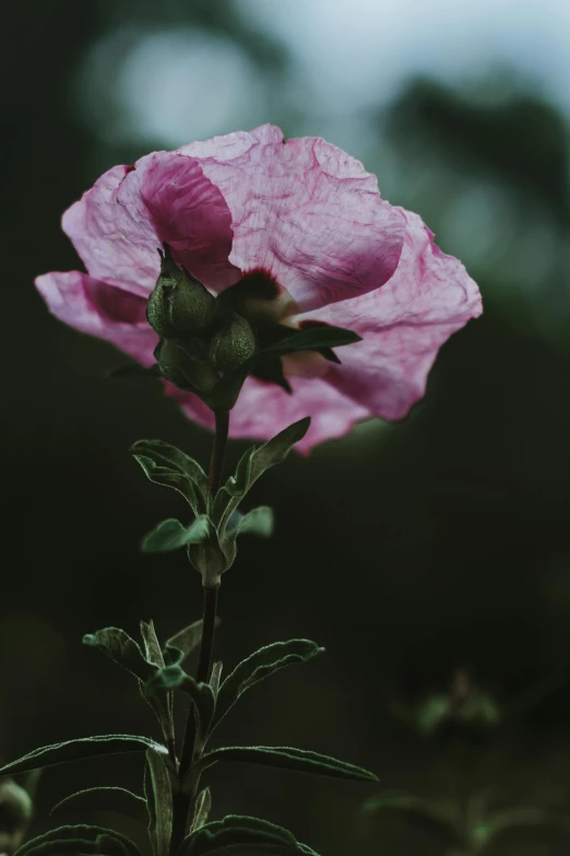 a close up of a flower with a blurry background, unsplash, romanticism, pink and grey muted colors, alessio albi, salvia, ominous beautiful mood