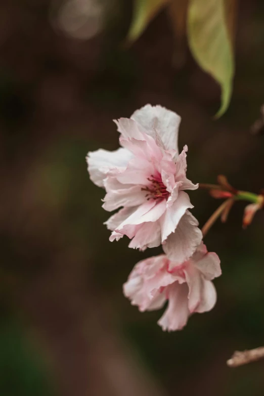 a close up of a pink flower on a tree, inspired by Maruyama Ōkyo, trending on unsplash, paul barson, almond blossom, brown, porcelain skin ”