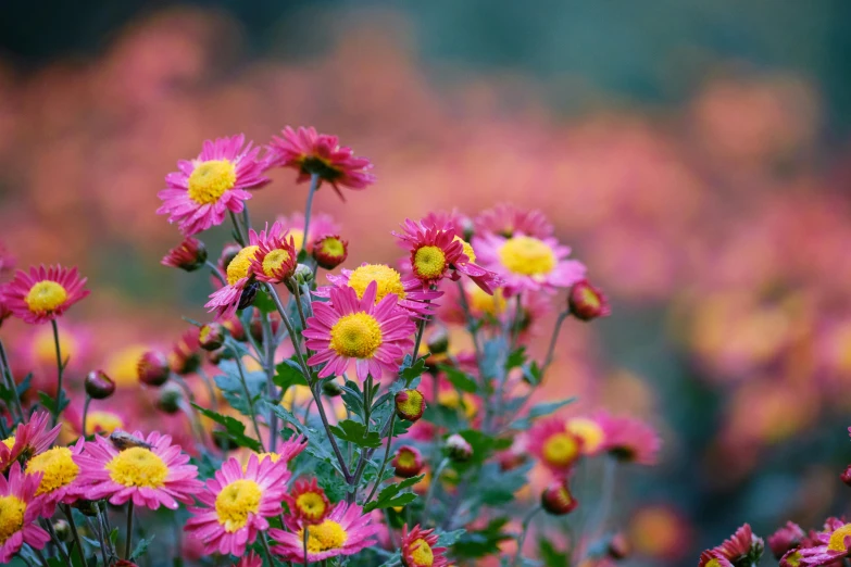 a bunch of pink and yellow flowers in a field, by Jessie Algie, unsplash, chrysanthemum eos-1d, botanic garden, autumn season, hazy