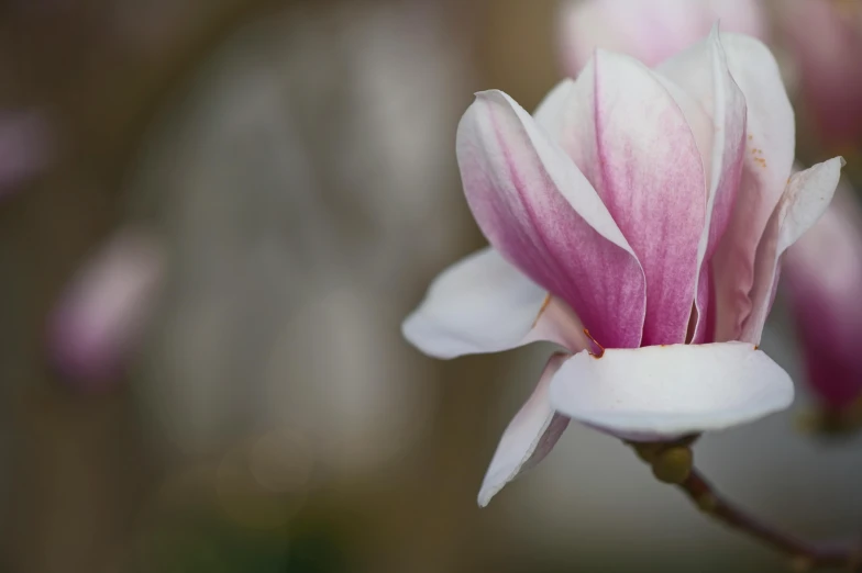 a close up of a flower on a tree, a macro photograph, by Peter Churcher, unsplash, renaissance, magnolias, paul barson, blurred photo