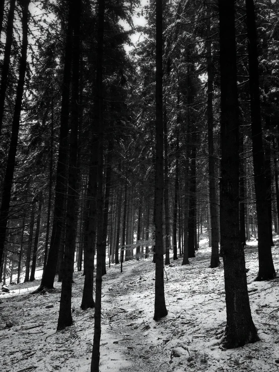 a black and white photo of a snow covered forest, a black and white photo, by Karl Pümpin, unsplash, surrealism, pine wood, trekking in a forest, intricate environment - n 9, meadow in the forest