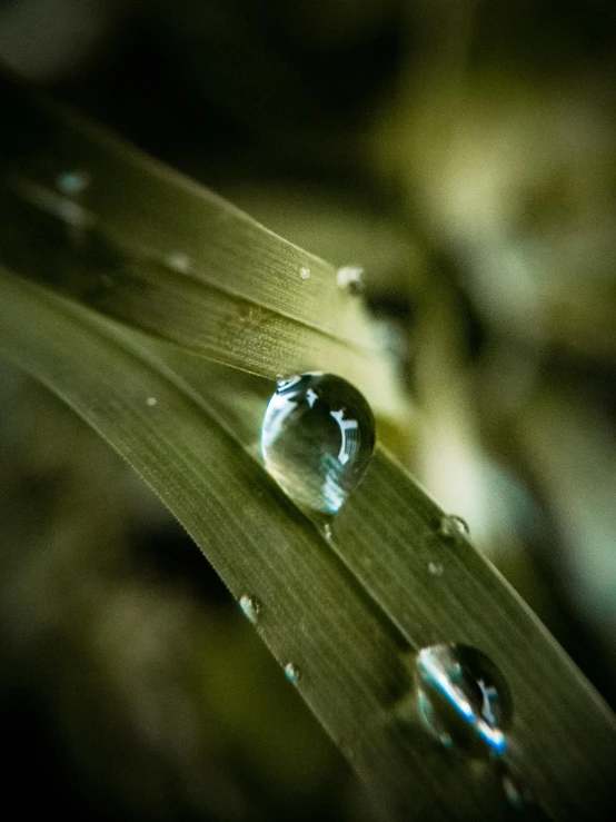 a close up of water droplets on a blade of grass, a macro photograph, by Adam Marczyński, unsplash, multiple stories, portrait photo