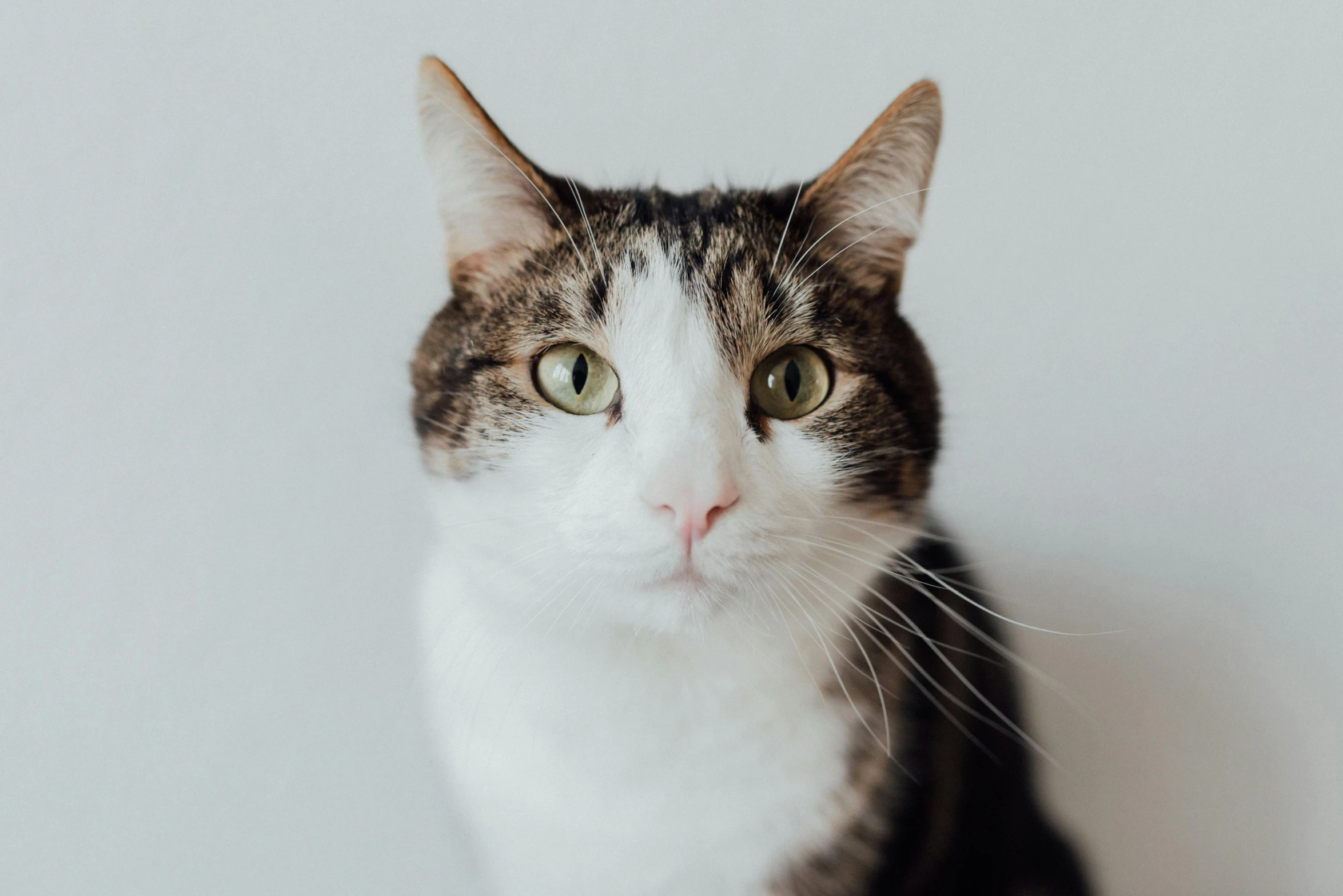 a close up of a cat sitting on a table, trending on unsplash, minimalism, square nose, looking up at camera, with a white nose, portrait of tall