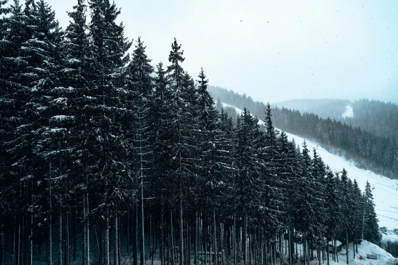 a group of people riding skis down a snow covered slope, by Karl Pümpin, pexels contest winner, process art, spruce trees on the sides, gloomy weather, germany. wide shot, ((trees))