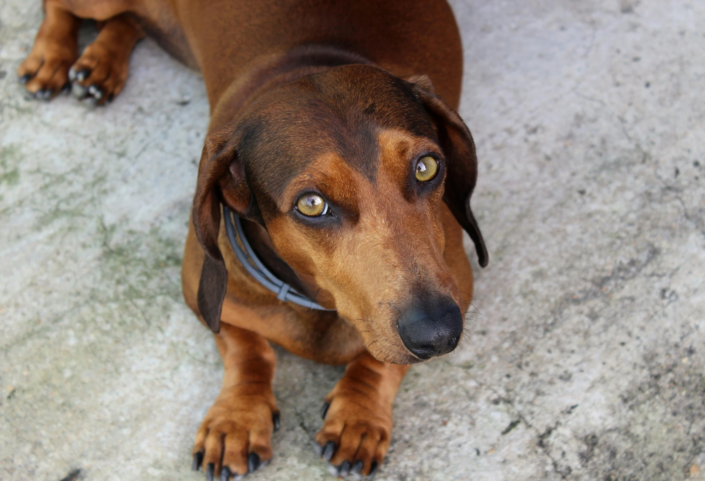 a brown dog sitting on top of a cement floor, by Emma Andijewska, pexels, dachshund, sleek eyes, ( ultra realistic, !female