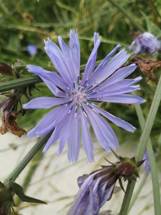 a blue flower sitting on top of a lush green field, botanical herbarium, light purple mist, h. hydrochaeris, profile image