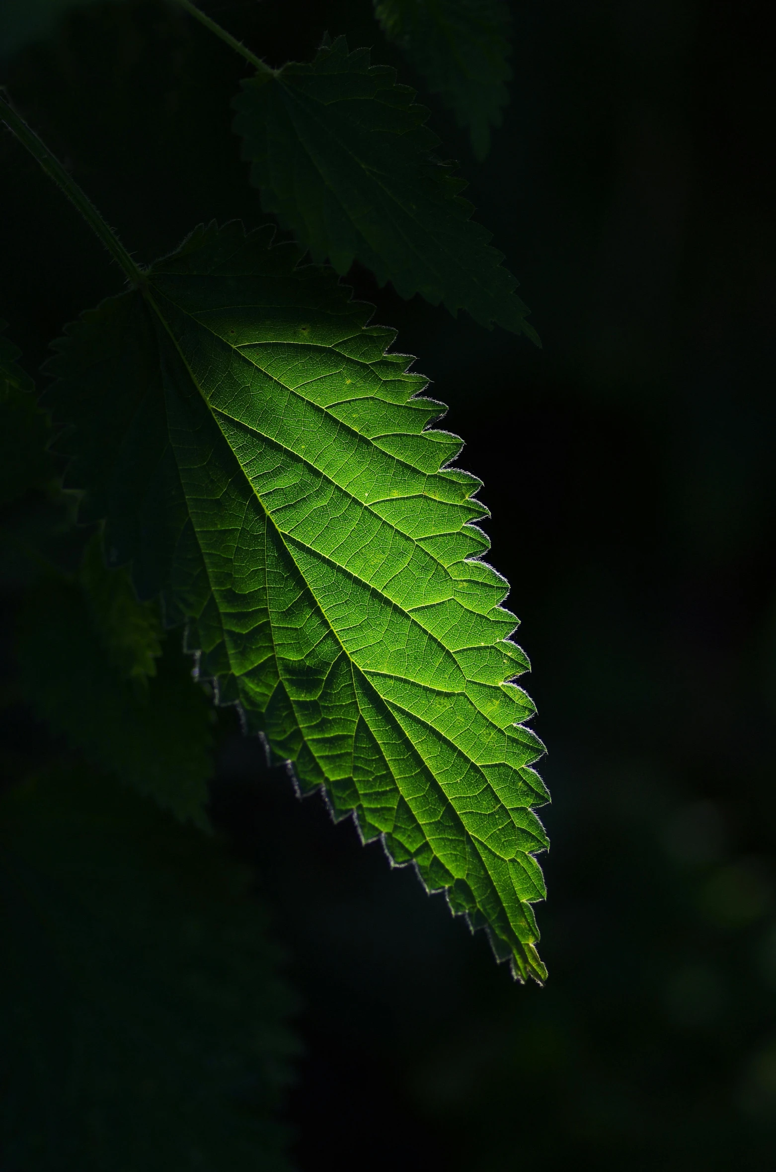 a close up of a leaf on a tree, inspired by Elsa Bleda, pexels contest winner, hurufiyya, in a dark forest low light, paul barson, a green, back - lit