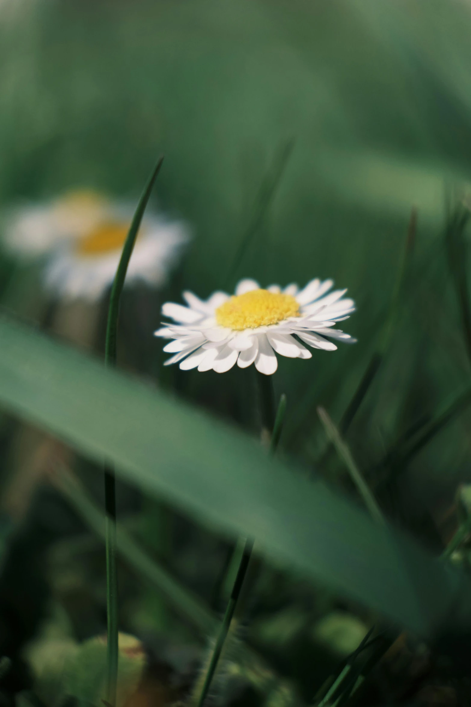 a couple of white flowers sitting on top of a lush green field, unsplash, minimalism, paul barson, daisy, 3 5 mm slide, low detail