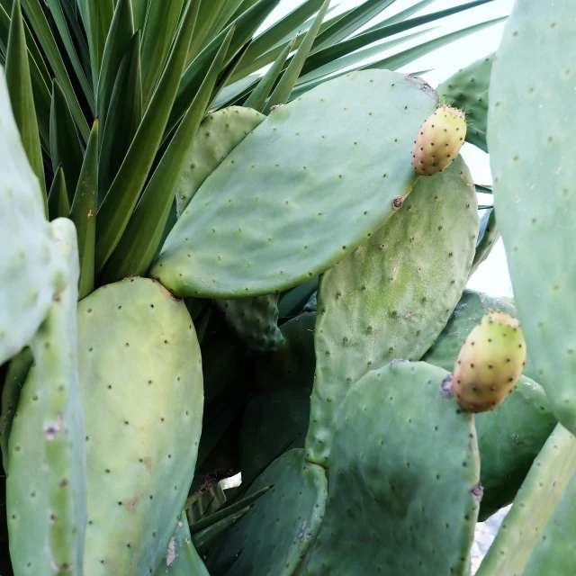 a close up of a cactus plant with green leaves, inspired by Ceferí Olivé, hurufiyya, big pods, various sizes, bright white light, multicoloured