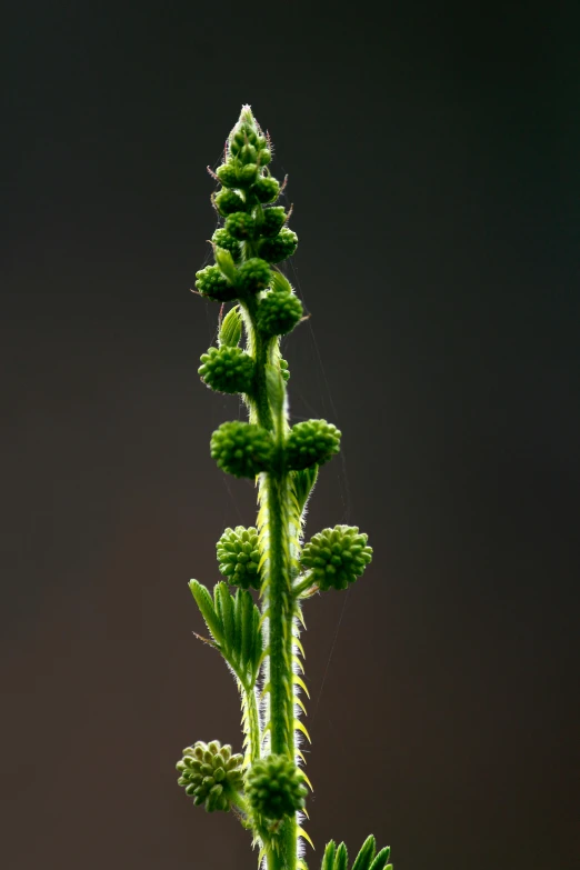 a close up of a plant with green leaves, a macro photograph, by Emanuel de Witte, hurufiyya, tall flowers, tatsumaki, made of glazed, large tall