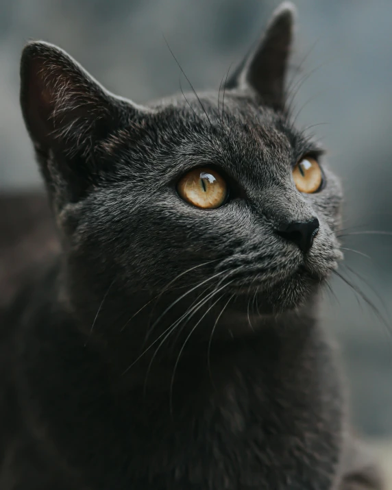 a close up of a black cat with yellow eyes, by Adam Marczyński, pexels contest winner, grey, looking off to the side