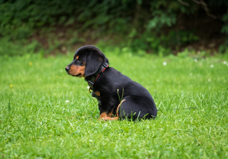 a black and brown dog sitting on top of a lush green field