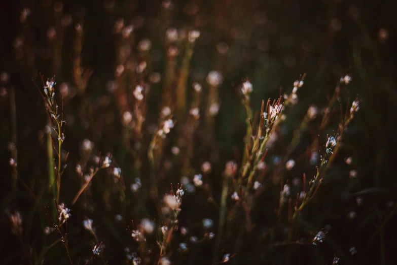 a bunch of small white flowers sitting on top of a lush green field, inspired by Elsa Bleda, art photography, pink grass, moody evening light, muted brown, hasselblad film bokeh