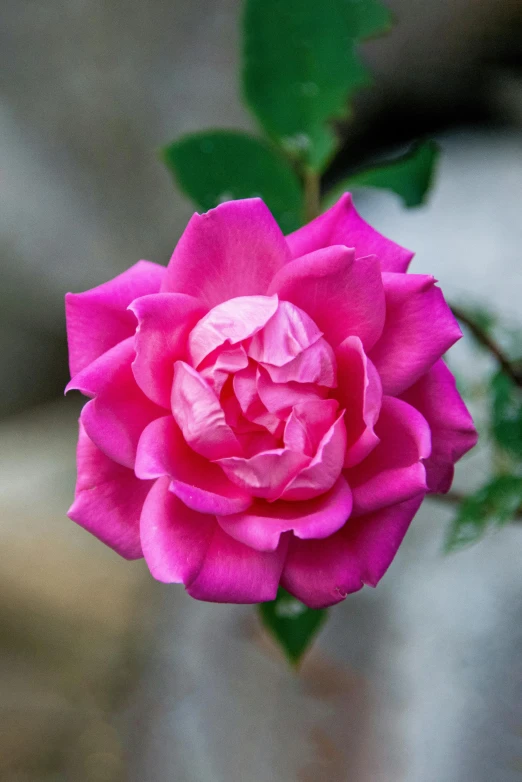 a close up of a pink rose with green leaves, lush surroundings, highly polished, purple, paul barson