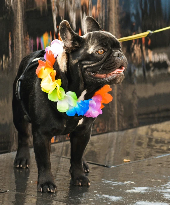 a small black dog standing on top of a sidewalk, pride parade, french bulldog, 2019 trending photo, collar and leash