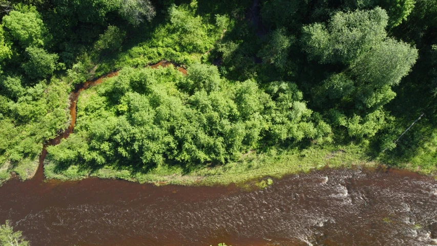 a river running through a lush green forest, an album cover, by Jaakko Mattila, pexels contest winner, hurufiyya, high polygon, patches of red grass, thumbnail, ai biodiversity