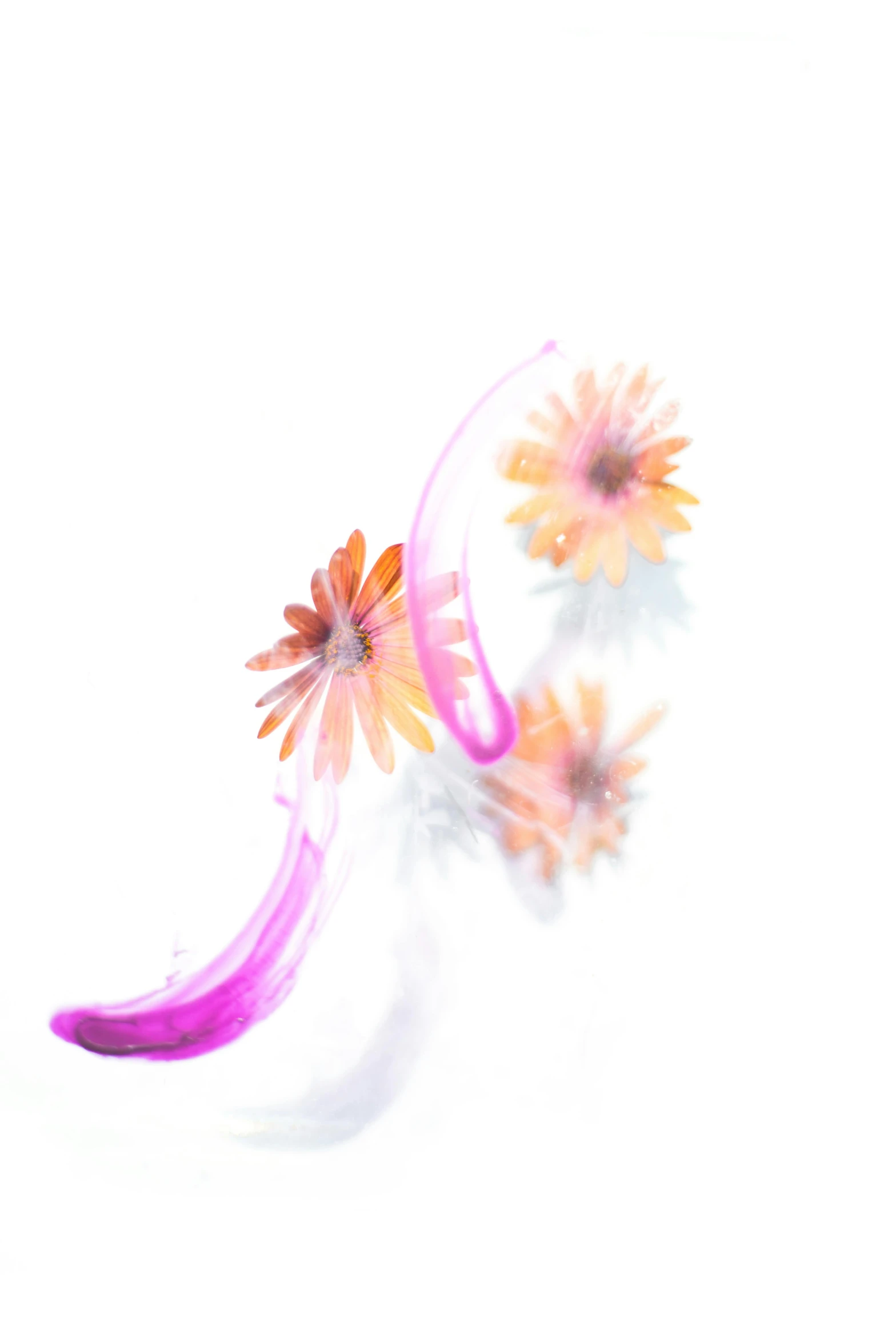 a couple of pink flowers sitting on top of a white surface, inspired by Anna Füssli, unsplash, action painting, twirling smoke trail, daisies, illustration 8 k, color image