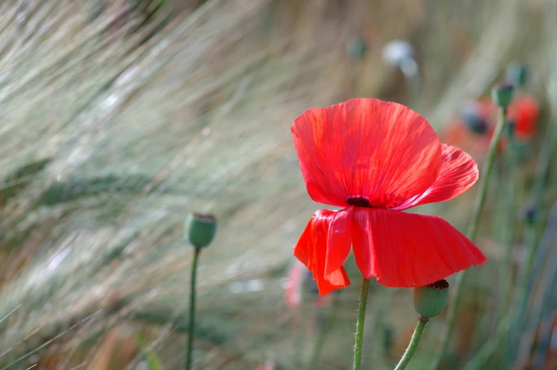 a close up of a red flower in a field, by David Simpson, pexels contest winner, the great war, long grass, anemones, remembrance