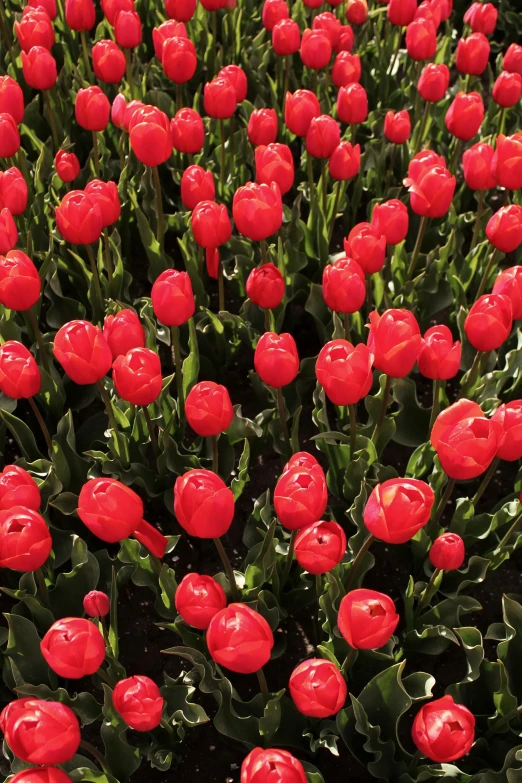 a field of red tulips with green leaves, award-winning crisp details”, may)