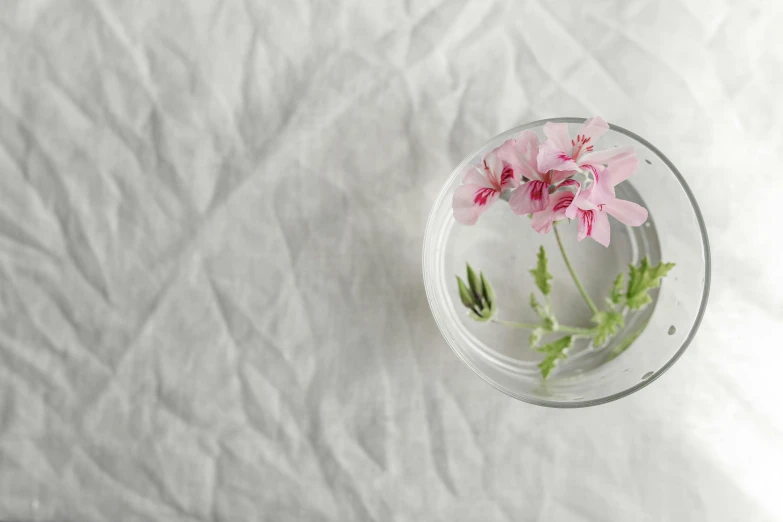 a glass of water with a pink flower in it, unsplash, photorealism, white tablecloth, botanical herbarium paper, high angle close up shot, inside a glass jar