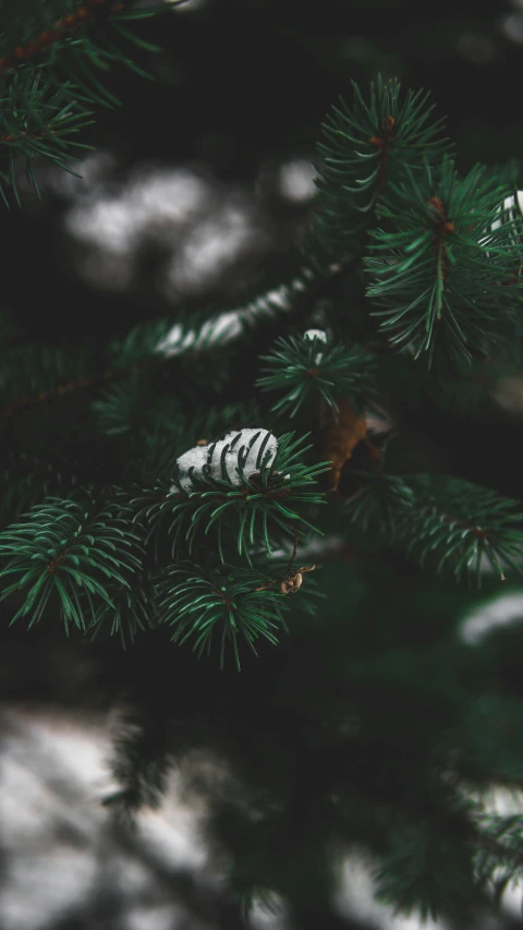 a close up of a pine tree with snow on it, an album cover, pexels, thumbnail, celebration, indoor picture, green