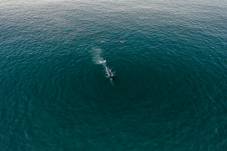 a man riding a wave on top of a surfboard, by Paul Bird, unsplash contest winner, hurufiyya, whales, seen from a plane, circle, abel tasman