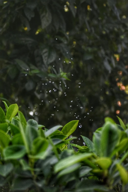 a bird sitting on top of a lush green tree, a picture, unsplash, background: assam tea garden, rain splashing, super detailed image, background image