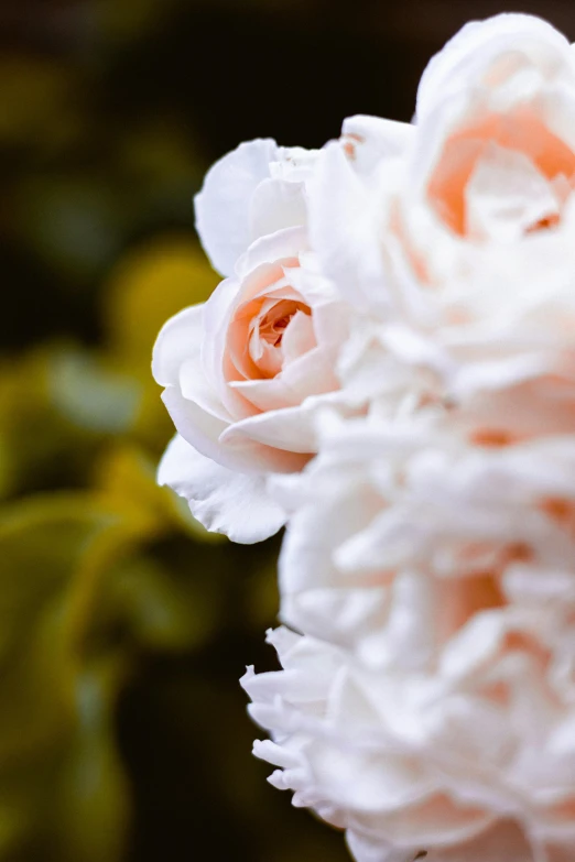 a close up of a bunch of flowers, award-winning crisp details”, soft shade, elaborate details, blushing