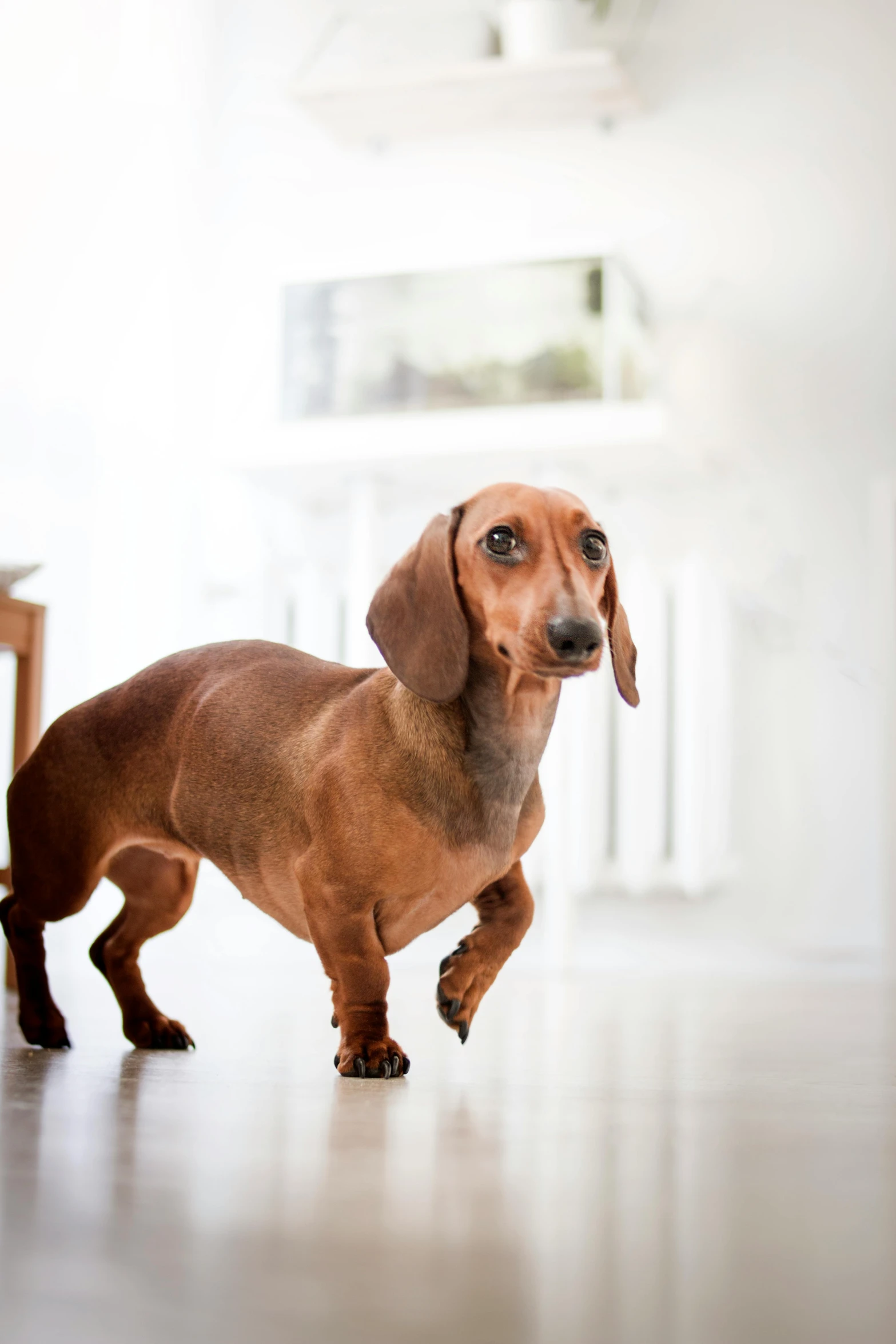 a small brown dog standing on top of a hard wood floor, by Julia Pishtar, shutterstock contest winner, baroque, running towards camera, dachshund, photo of a model, 15081959 21121991 01012000 4k