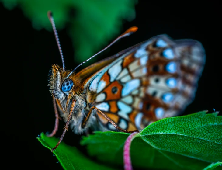 a close up of a butterfly on a leaf, a macro photograph, pexels contest winner, hyperdetailed colourful, avatar image, full frame image, high-angle