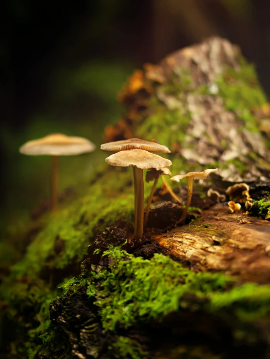 a group of mushrooms sitting on top of a moss covered log, a macro photograph, unsplash, hurufiyya, slide show, multiple stories, 8k octan photo, softly - lit