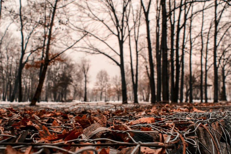 a bunch of leaves that are laying on the ground, by Zoran Mušič, pexels contest winner, visual art, grey forest in the background, bare trees, gloomy colors, thumbnail