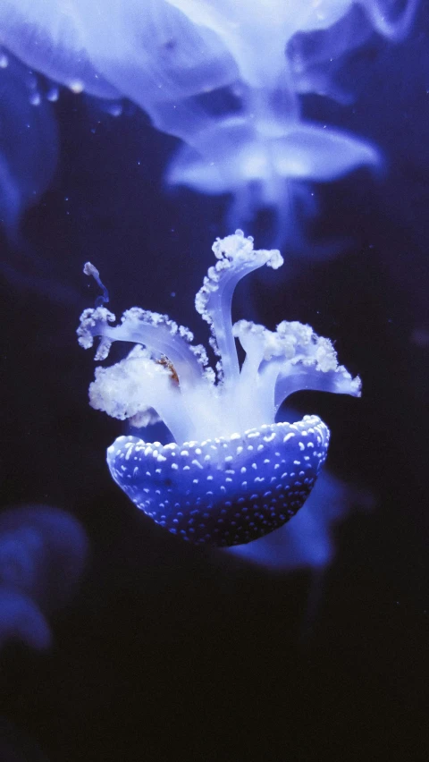 a jellyfish floating on top of a body of water, navy-blue, ai biodiversity, colorized photon, endangered