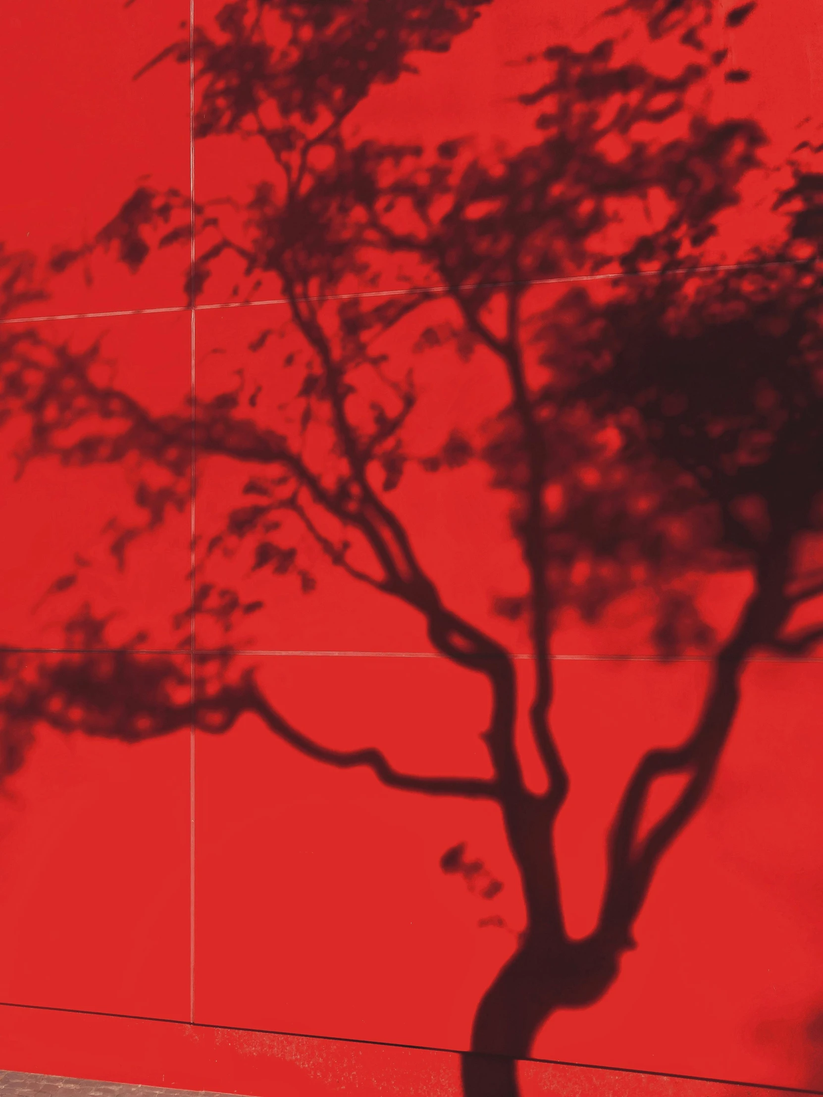 a red wall with a tree casting a shadow on it, an album cover, by Robert Feke, conceptual art, 2 5 6 x 2 5 6 pixels, shigeto koyama, graphic detail, viewed from a distance