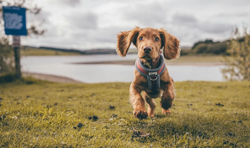 a brown dog running across a lush green field, pexels contest winner, parks and lakes, weenie, traveller, a still of a happy
