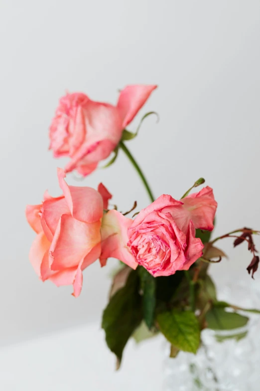 a vase filled with pink roses sitting on a table, fading away, carefully designed, upclose, jen yoon