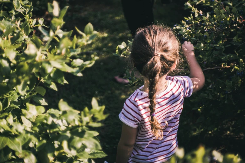 a little girl picking blueberries from a tree, pexels, a landscape of hedge maze, standing with her back to us, manuka, hair