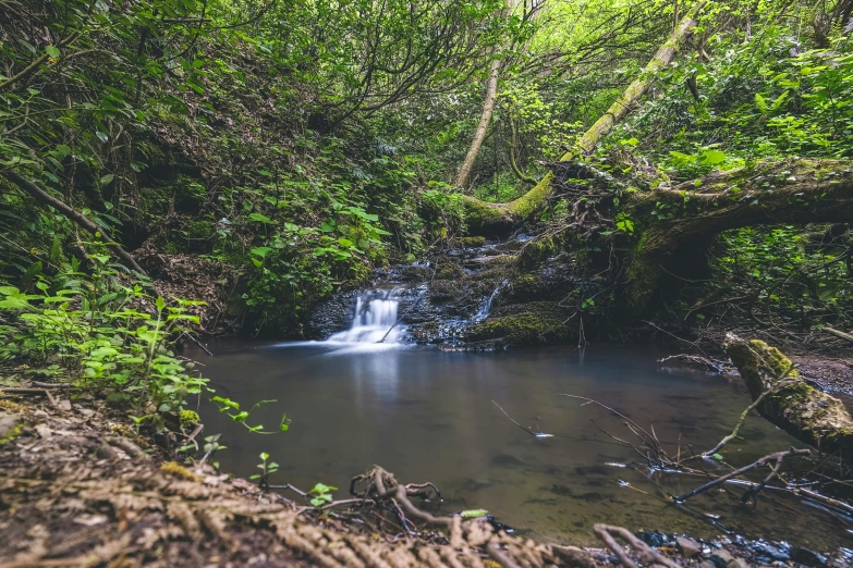 a stream running through a lush green forest, a picture, unsplash, hurufiyya, 2 5 6 x 2 5 6 pixels, small pond, mechabot, chriss foss