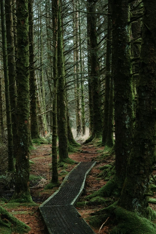 a wooden walkway in the middle of a forest, by Jessie Algie, irish forest, crawling along a bed of moss, coast, ((trees))