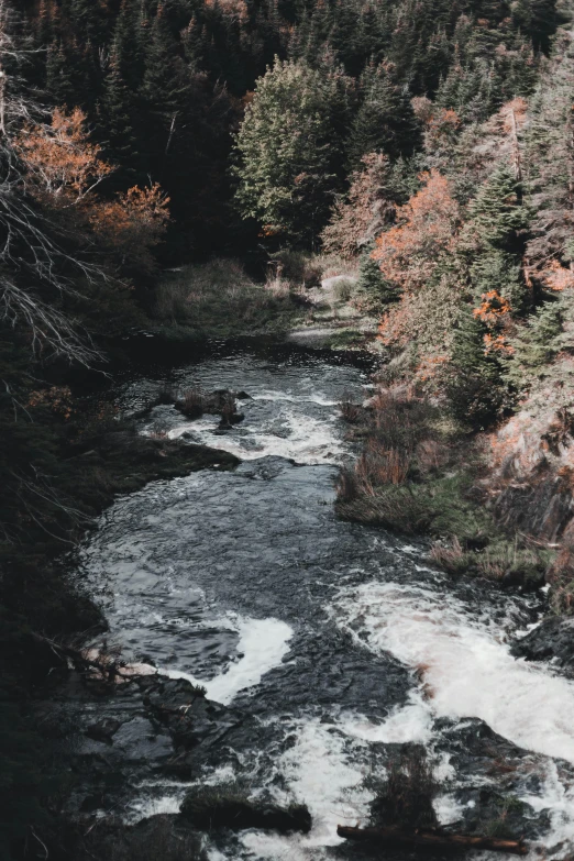 a river running through a forest filled with trees, rough water, dark and muted colors, photo from above, salmon