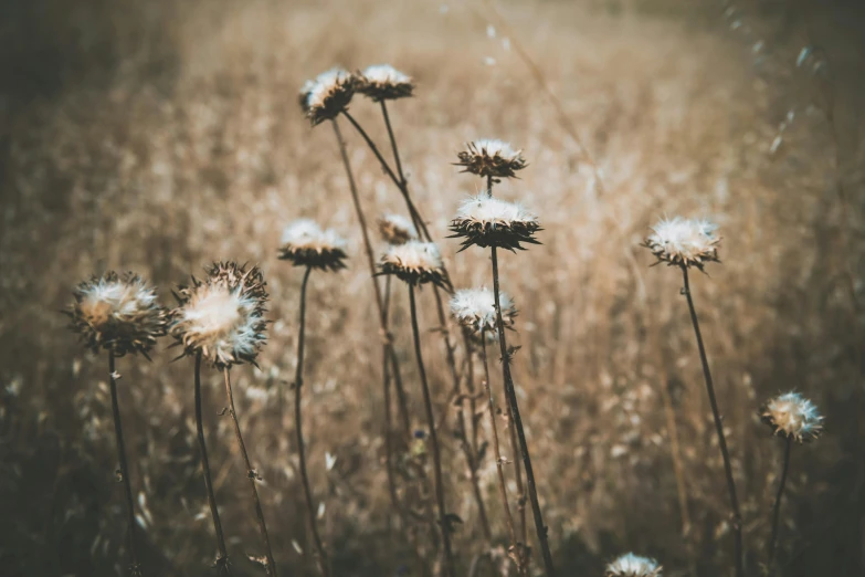 a bunch of dried flowers in a field, inspired by Elsa Bleda, trending on unsplash, visual art, background image, vintage photo, high quality image”