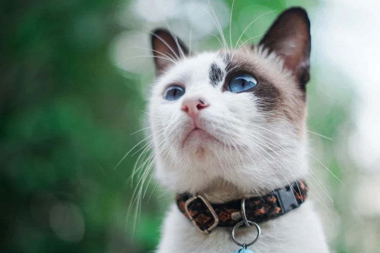 a close up of a cat wearing a collar, by Julia Pishtar, trending on unsplash, avatar image, blue-eyed, instagram post, white neck visible