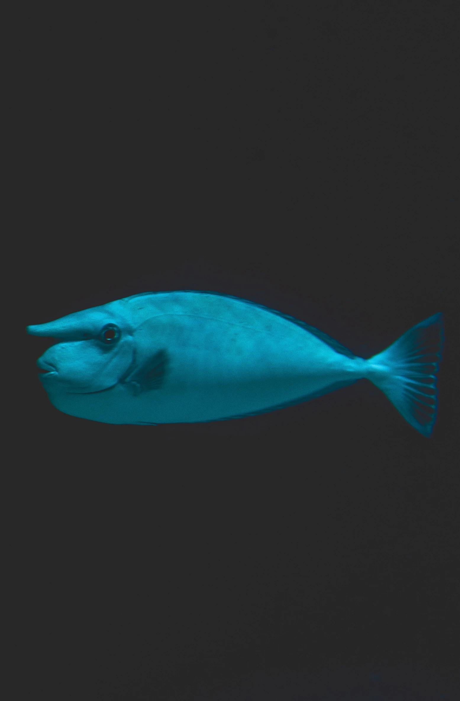 a fish that is swimming in the water, in front of a black background