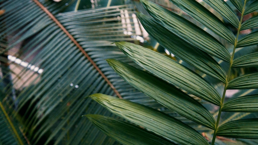 a close up of the leaves of a palm tree, inspired by Elsa Bleda, trending on unsplash, fan favorite, soft vinyl, sukkot, multiple stories