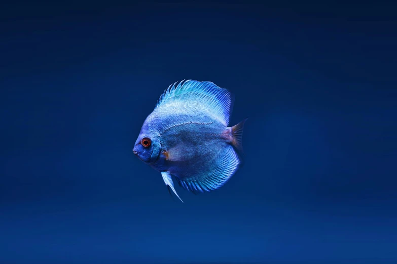 a fish that is swimming in the water, with a blue background