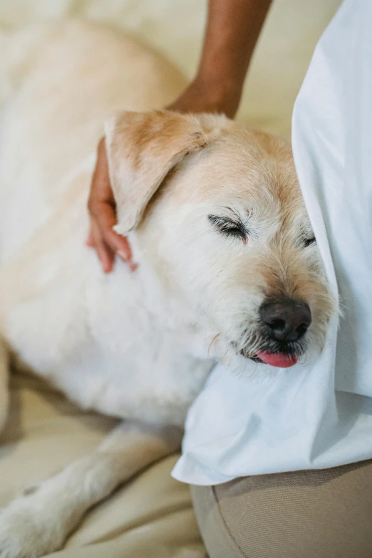 a white dog laying on top of a bed next to a person, comforting and familiar, acupuncture treatment, licking out, snoring