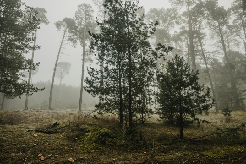 a foggy forest filled with lots of trees, by Jessie Algie, unsplash, romanticism, arrendajo in avila pinewood, forest picnic, fog mads berg, ground - level medium shot